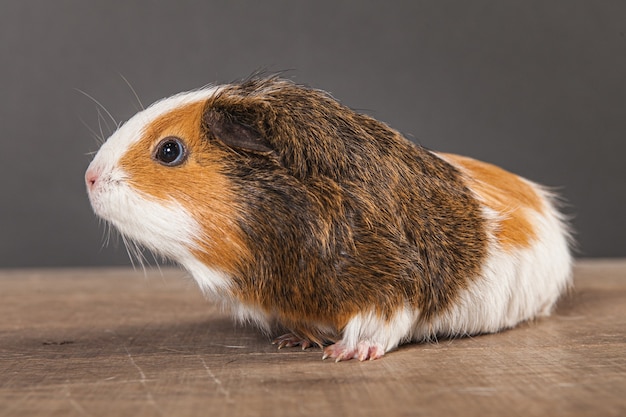 Guinea pig on wooden table