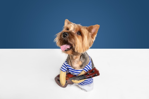 Free photo guitarist, musician. yorkshire terrier dog is posing. cute playful brown black doggy or pet playing on blue studio background. concept of motion, action, movement, pets love. looks delighted, funny.