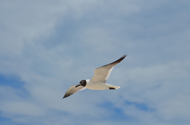 Gull flying in the skies on a cloud filled day.