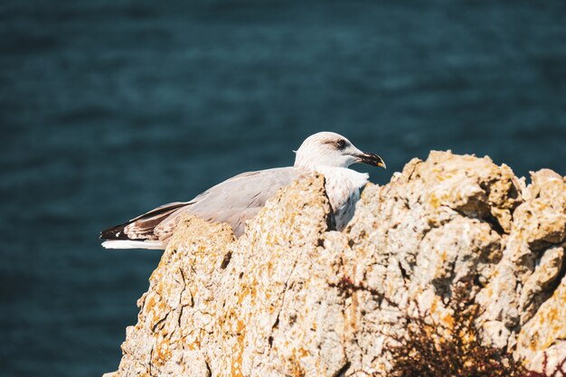 Gull perched on the rocks near the sea on a sunny day
