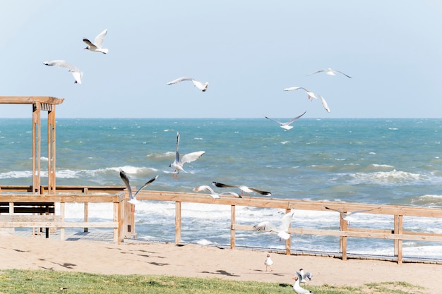 Gulls on embankment near waving sea