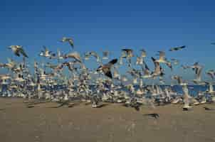 Free photo gulls flying above the shore of naples florida beach.