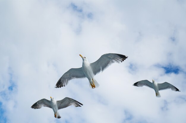 Gulls flying in the sky