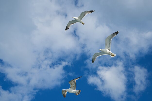 Gulls flying in the sky