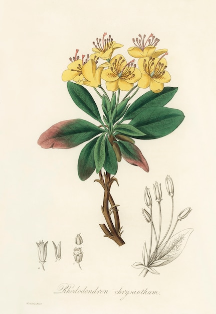 免费照片口香糖本杰明树(杜鹃chrysanthum)插图从药用植物学(1836)