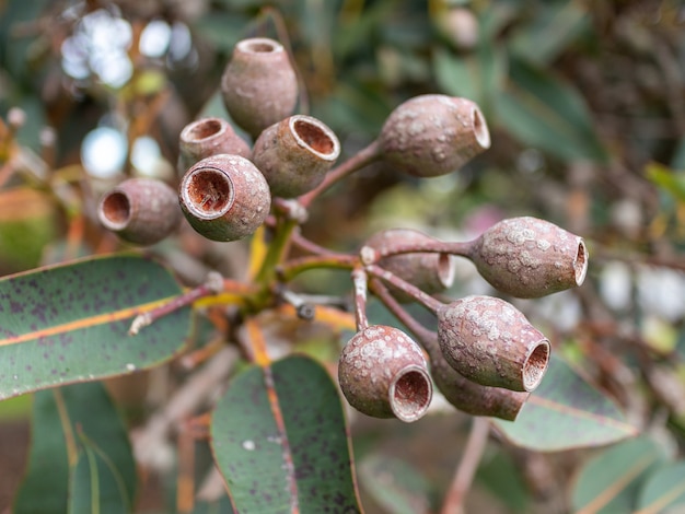 Free photo gum nuts