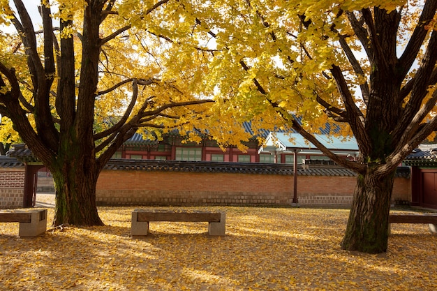 가을 서울의 경복궁 한국 프리미엄 사진