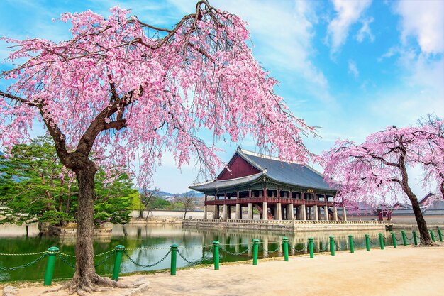 Gyeongbokgung Palace with cherry blossom in spring, Seoul in Korea.