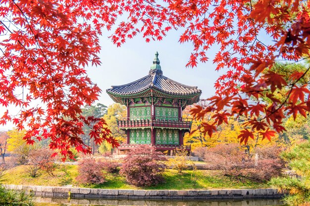 韓国の秋の景福宮とカエデの木。