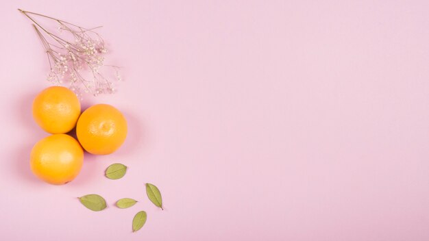 Гипсофила веточка цветка; целые апельсины и зеленые листья на розовом фоне с копией пространства для написания текста