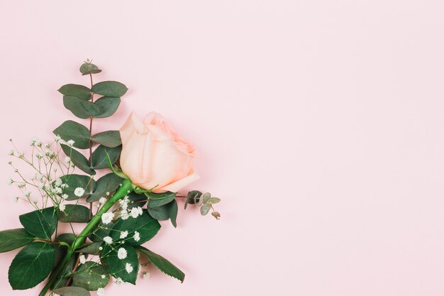 Гипсофила и роза на углу розового фона