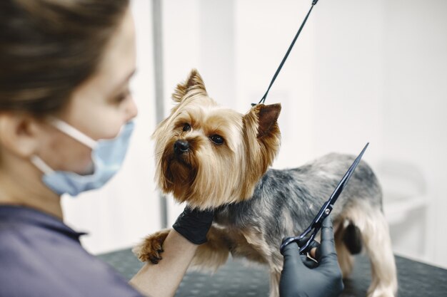 ヘアカットプロセス。小さな犬がテーブルに座っています。プロと犬。