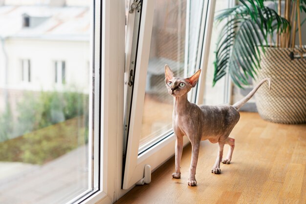 窓の近くに立っている無毛の猫