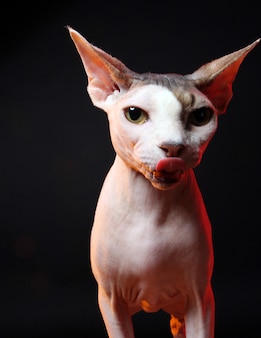 Hairless cat with sharp ears on black