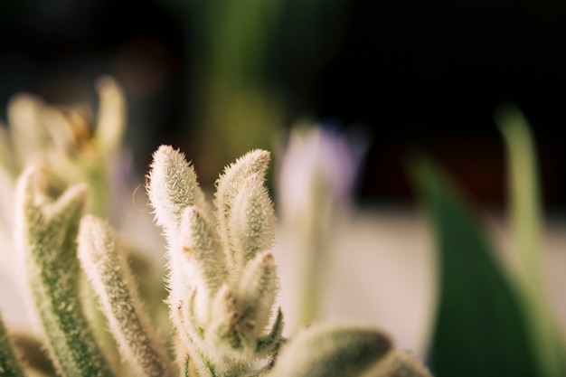 Free photo hairy green buds