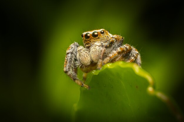 Волосатый паук сидит на листе крупным планом