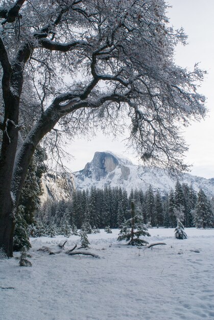 Хаф-купол и снежное дерево с луга Стоунмана