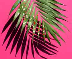 Free photo half of fern leaf with shadow on pink background