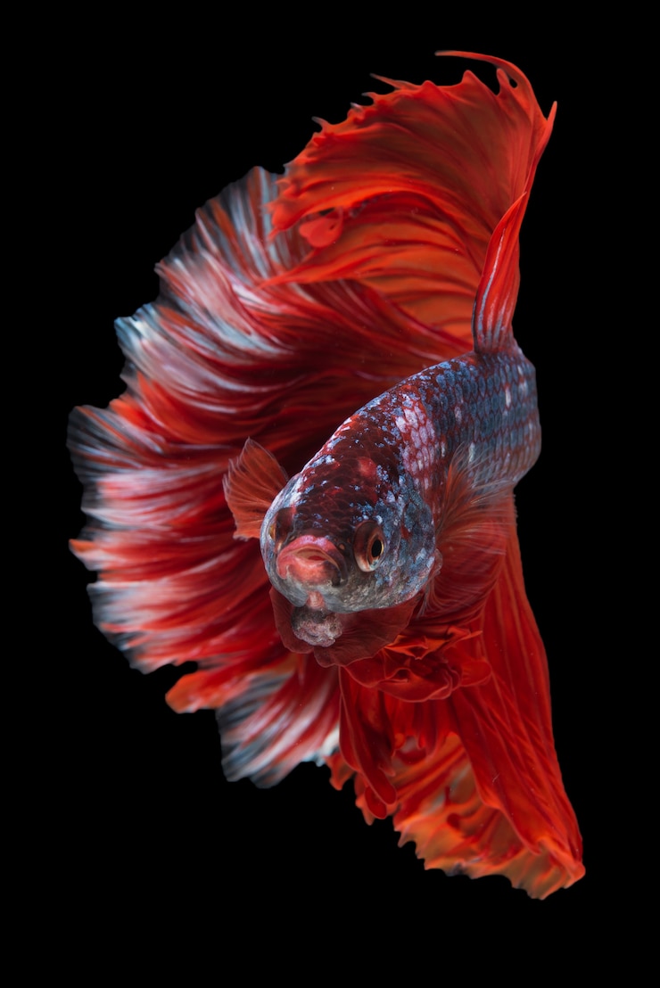 Бесплатный Фотография halfmoon betta fish