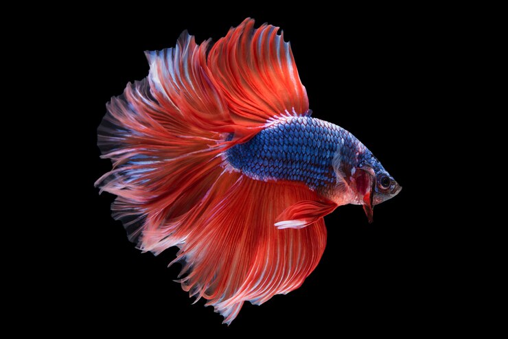Free Photo halfmoon betta fish