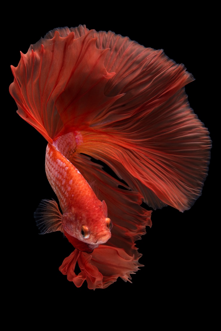 Бесплатный Фотография halfmoon betta fish