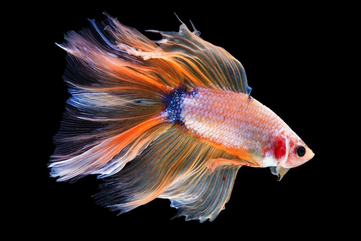 Free Photo halfmoon betta fish
