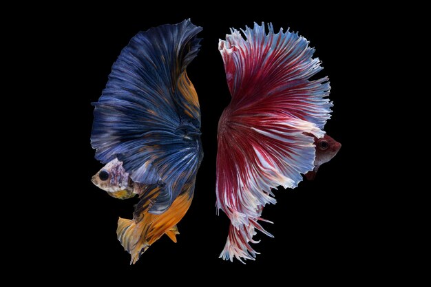 Halfmoon Betta Fish