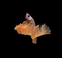 Free photo halfmoon betta fish