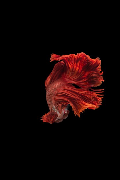 Halfmoon betta fish