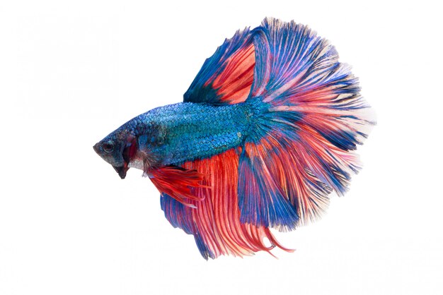 Полумесяц Fancy Betta Fish