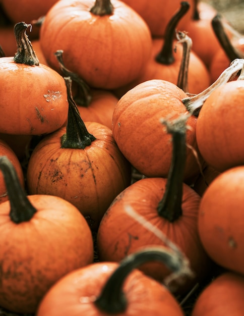 暗い秋の気分でハロウィーンのカボチャ