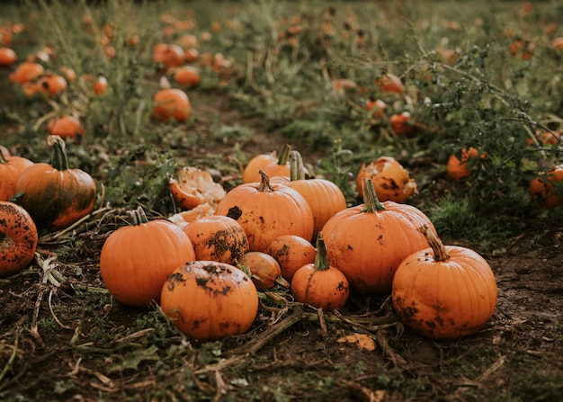 暗い秋の気分でハロウィーンのカボチャの収穫の背景