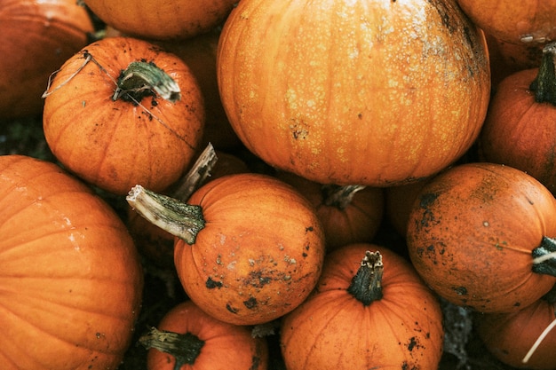 Free photo halloween pumpkin pile close up background