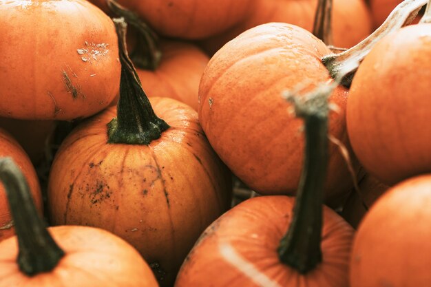 Halloween pumpkin pile close up background