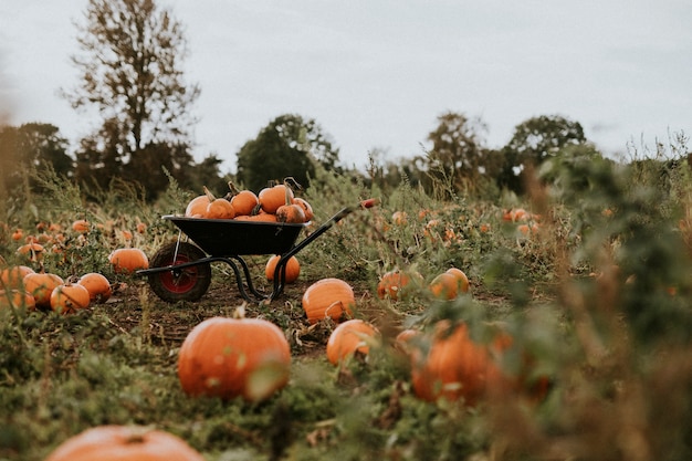 Foto gratuita zucche di halloween in uno sfondo di carriola umore autunnale scuro