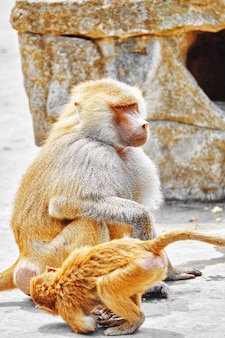 Hamadryas baboon monkey in its natural habitat of the wild.