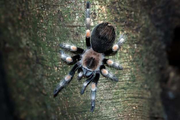 Free Stock Photos: Hamorii Tarantula Closeup on Wood