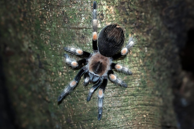 Foto gratuita primo piano della tarantola di hamorii su legno primo piano della tarantola di hamorii vista frontale della tarantola di hamorii