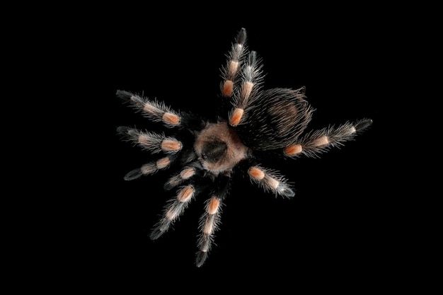 Hamorii tarantula isolated on black background Hamorii tarantula closeup on black background