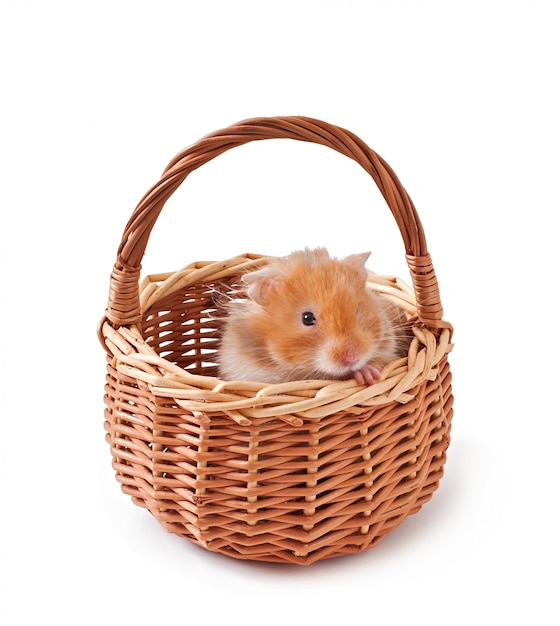 hamster in a basket isolated on a white table