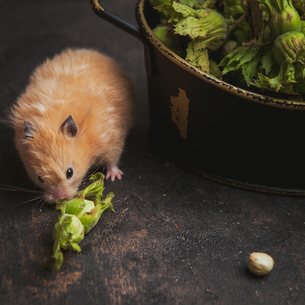 Hamster eating hazelnut on a dark brown. high angle view.