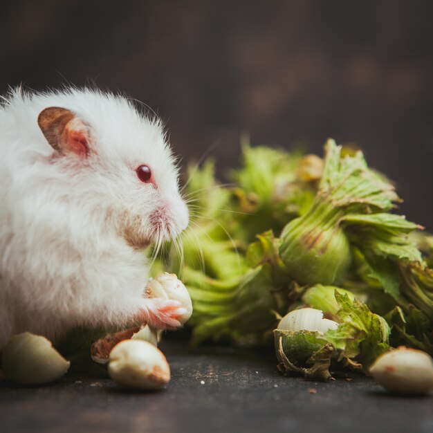 Hamster eating hazelnut on a dark brown.