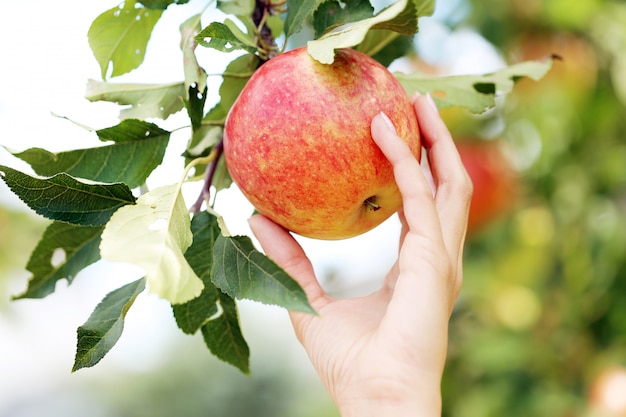 Hand and an apple