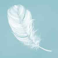 Free photo hand drawn white feather on blue background