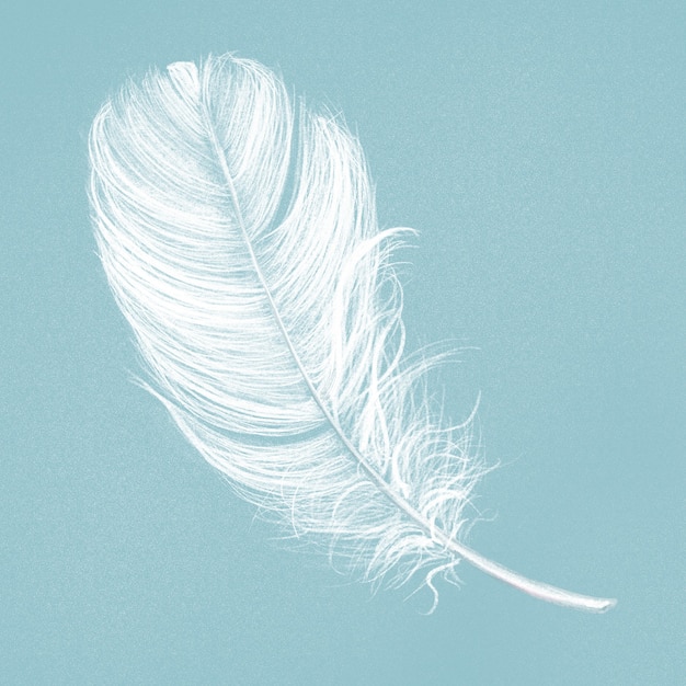 hand drawn white feather on blue background
