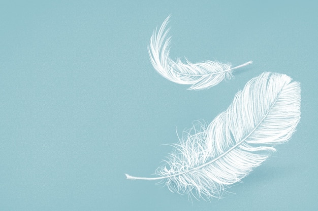 Hand drawn white feather on blue background
