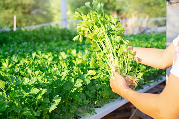 hydroponic celery