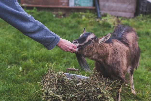 Foto gratuita mano che alimenta la capra in fattoria