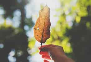 Foto gratuita mano tenere foglia bella natura