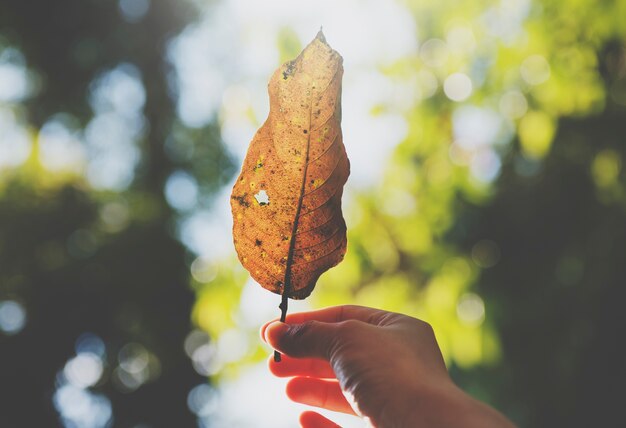 손을 잡고 잎 아름다운 자연
